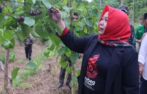 Wabup Lisdyarita Panen Perdana Kacang Bintang di Cepoko Ngrayun Ponorogo