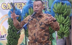 Panen Pisang Cavendish, Kang Giri Tekankan Keseimbangan Barang dan Pasar