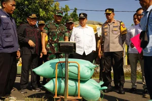 Serapan Gabah Petani di Kabupaten Madiun Masih Kurang