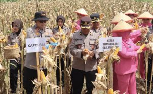 Dukung Ketapangnas Kapolres Magetan Panen Raya Jagung