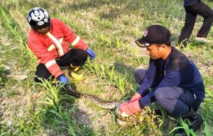 Ular Meresahkan Warga Dievakuasi Sarpol PP Damkar Ponorogo