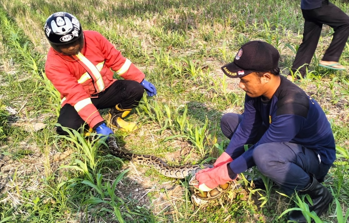 Ular Meresahkan Warga Dievakuasi Sarpol PP Damkar Ponorogo