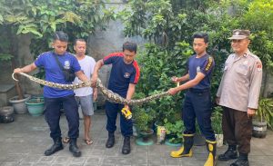 Satpol PP Damkar Ponorogo Berhasil Evakuasi Sarang Tawon dan Ular Sanca